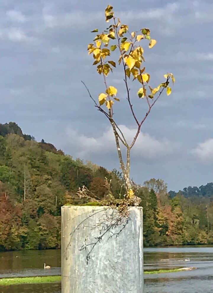 baum-auf-pfosten